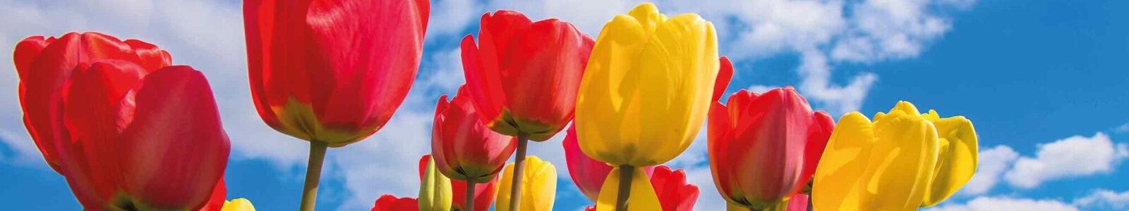 tulpen